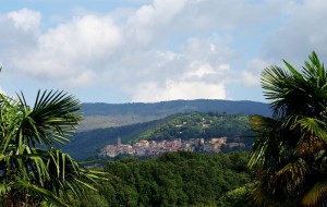 Uno scatto tra le palme