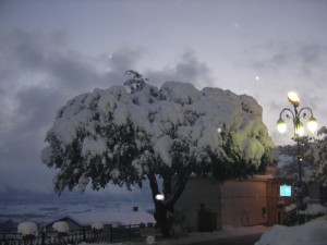 fiocchi di neve sulla quercia innevata