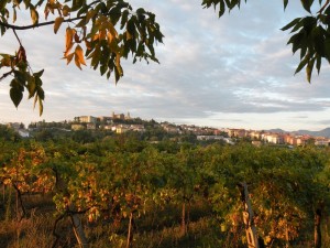 Verdicchio d’oro a Cupramontana