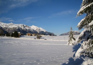 Tra i pini innevati