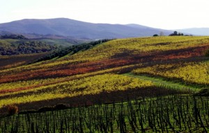 I vigneti delle Piazze