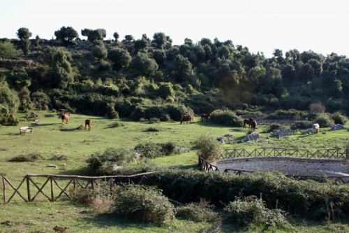 Rignano Garganico - Cavalli nella dolina 100 pozzi Rignano Garganico - Cavalli nella dolina 100 pozzi