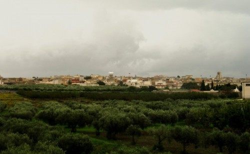 Campobello di Mazara - In mezzo agli ulivi