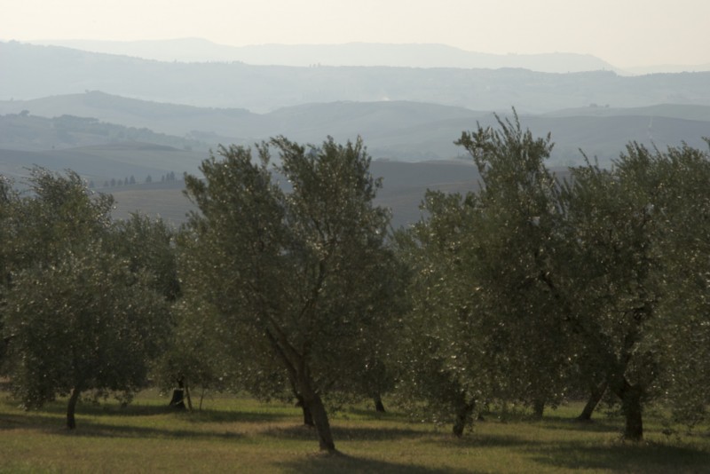 ''Ulivi'' - Pienza