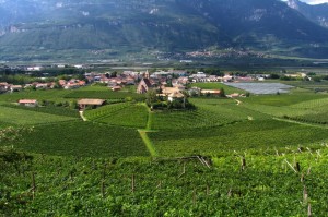 Vigneti nella valle dell’Adige