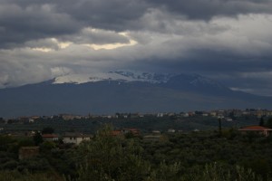 Le colline dell’olio