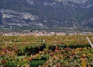 Zambana, nascosta dalle viti