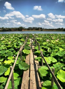 Panorama del laghetto di monterosi tra i fiori di loto