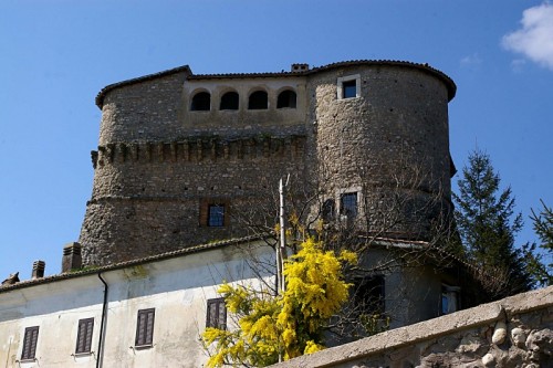 Torricella in Sabina - La mimosa in contrasto con il castello