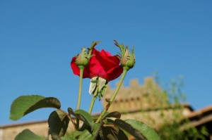 SPEDALETTO …….una rosa per la regina
