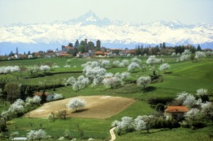 la collina dei ciliegi