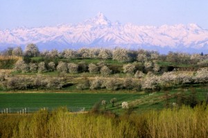 i ciliegi e il monviso