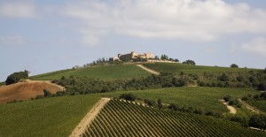 Il castello e le vigne