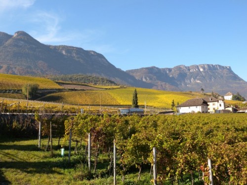Caldaro sulla Strada del Vino - I caldi toni del giallo... Caldaro sulla Strada del Vino - I caldi toni del giallo...