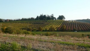 Vigna D’Autunno