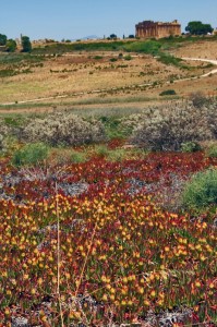 Panorama del parco archeologico di Selinunte