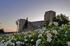 Rose bianche ai piedi del Castello di Melfi