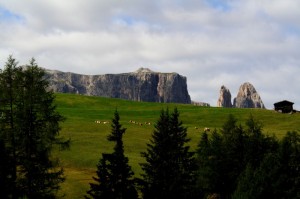 Al pascolo sull’Alpe di Siusi.