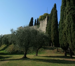 Tra ulivi e cipressi