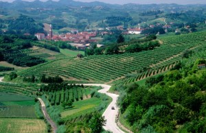 i vigneti di canale d’alba