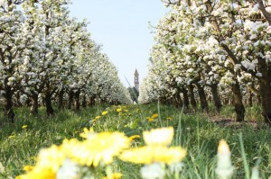 Panorama campagna ferrarese