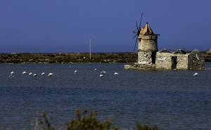 nello ” Stagnone “, mulini a vento e fenicotteri…