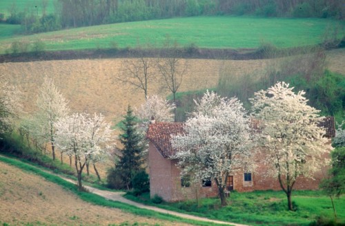 Piobesi d'Alba - Primavera nelle campagne di Piobesi d'Alba