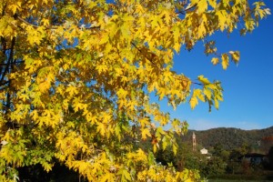 autunno nella frazione di Allivellatori