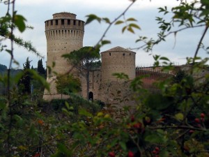 sbirciando tra rovi e aghiformi…….