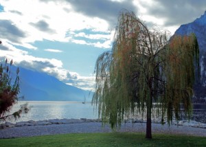 Il salice che guarda il lago