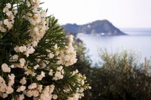 Verso Sestri Levante