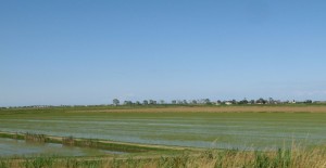 Riso amaro…………