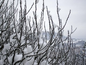 “i rami e la neve”