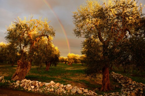 Bitonto - un arcobaleno di colori tra l'argento degli ulivi
