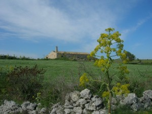 ferula