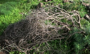 Donna al sole del ponte Saraceno