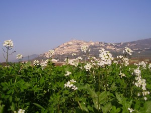 alcuni dei fiori dell’umbria