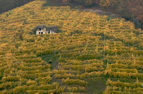Valdobbiadene - Vigneti in Autunno Valdobbiadene - Vigneti in Autunno