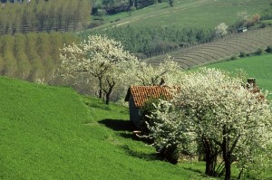 Campagna di Pino Torinese