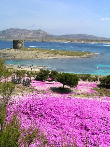 Stintino - torre Pelosa da Capo Falcone