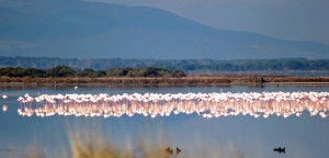 Fenicotteri allo specchio