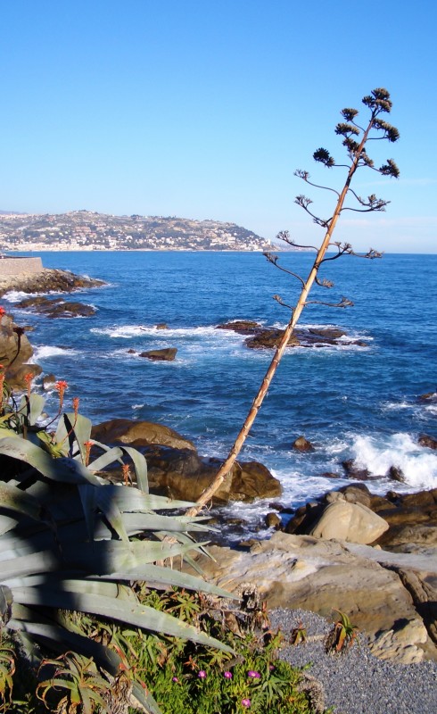 ''Panorama marittimo ed agave'' - Bordighera