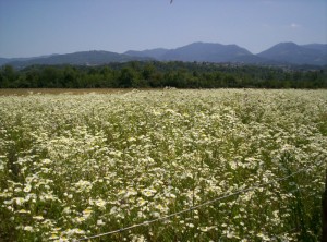 ESPLOSIONE DI MARGHERITE
