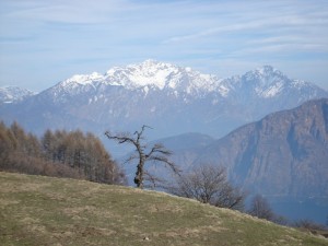 L’albero magico