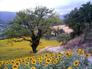 Panorama estivo