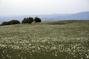 Gigli al Monte Petrano