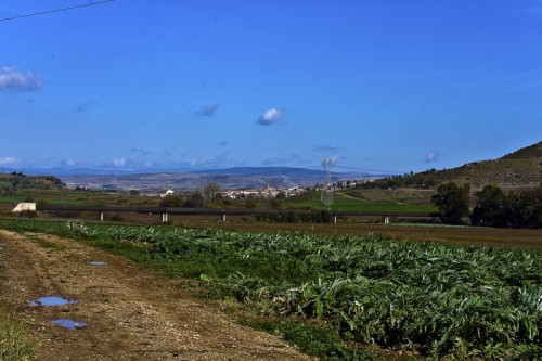 Furtei - i carciofi Furtei - i carciofi