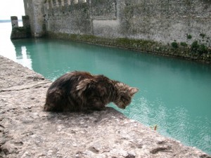 Un “curioso” visitatore della Rocca Scaligera