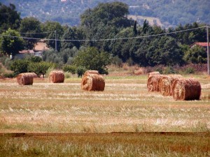 balle di fieno a casino di terra