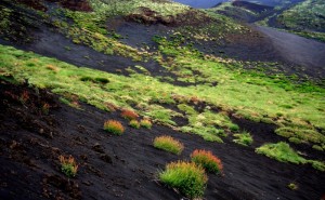 I fiori del vulcano (II°)